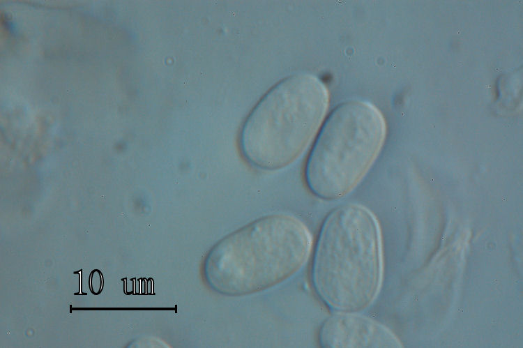 Le basidiospore negli Aphyllophorales